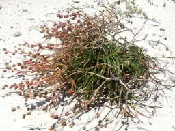 Trachyandra divaricata styled by the wind