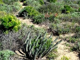 Euphorbia caput-medusae awaiting progress near Cape Town