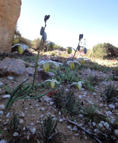 Albuca flowering near Concordia