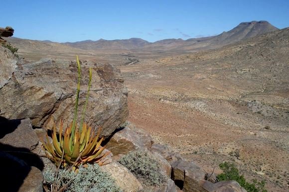 Aloe gariepensis 