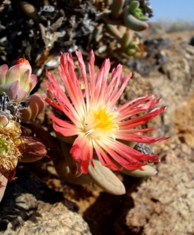 Astridia longifolia blooming among granite