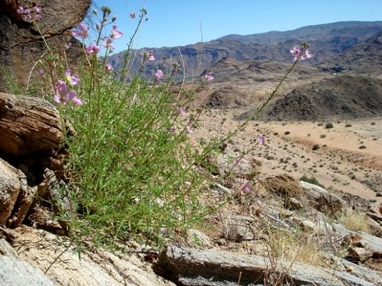 Cleome oxyphylla var. oxyphylla