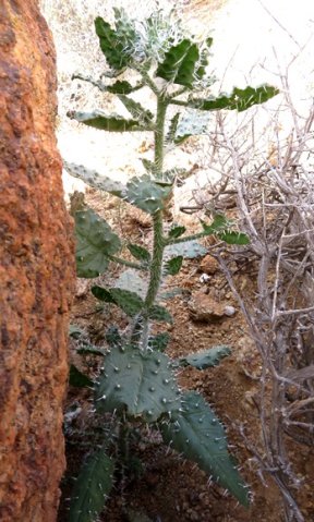 Codon royenii young plant