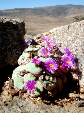 Conophytum wettsteinii, a vygie of the desert 