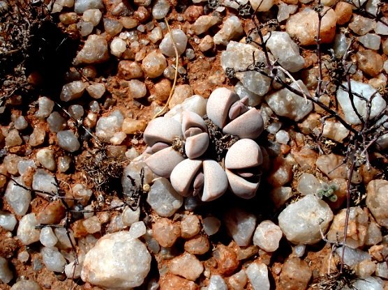 Dinteranthus microspermus subsp. puberulus