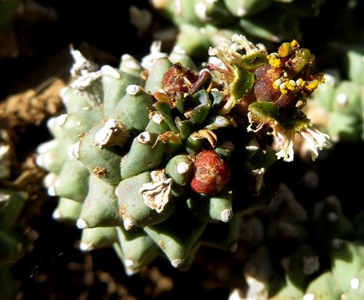 Euphorbia ramiglans now E. caput-medusae