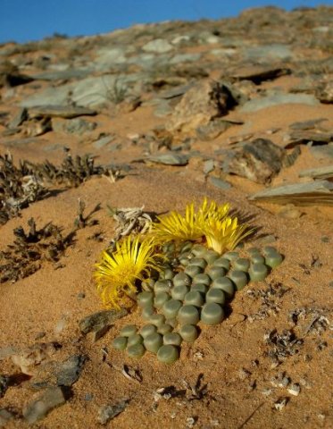 Fenestraria rhopalophylla subsp. aurantiaca