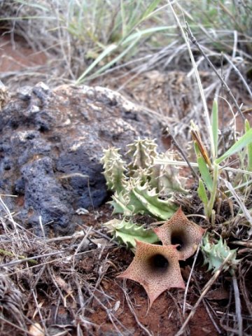 Huernia longituba subsp. longituba
