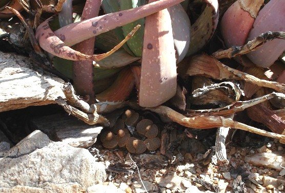 Lithops bromfieldii var. mennellii sheltered by an Aloe