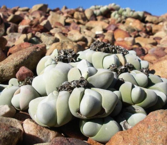 Gibbaeum in barren terrain