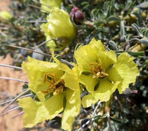 Monsonia spinosa petal shape