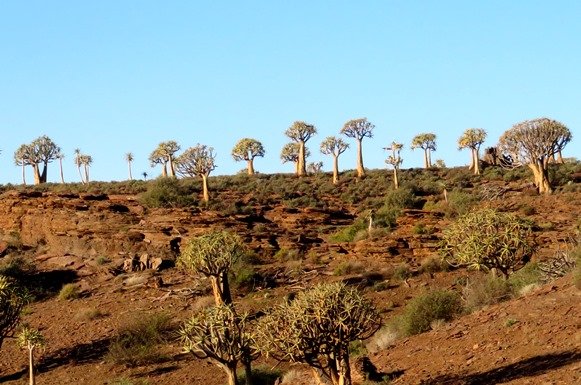 Quiver trees on a hill