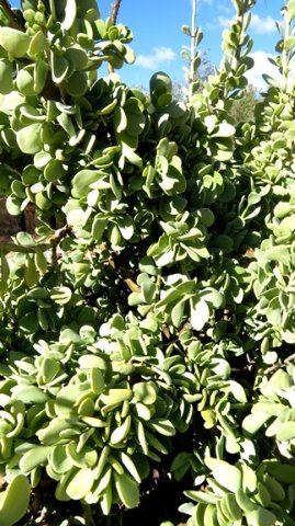 Portulacaria armiana, the langlootspekboom