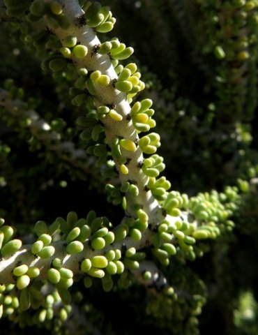 Portulacaria namaquensis or Namaqua porkbush stems