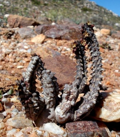 Quaqua incarnata subsp. hottentotorum