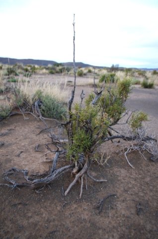 Salsola aphylla