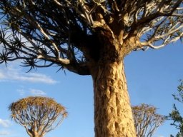Aloidendron dichotomum in southern Namibia
