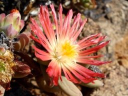 Astridia longifolia blooming among granite