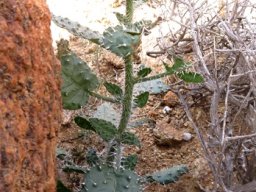 Codon royenii young plant