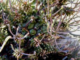 Euphorbia filiflora, Nel se melkbos
