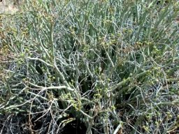 Euphorbia gariepina subsp. gariepina