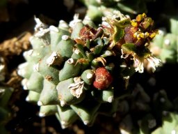 Euphorbia ramiglans now E. caput-medusae
