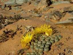 Fenestraria rhopalophylla subsp. aurantiaca