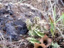 Huernia longituba subsp. longituba
