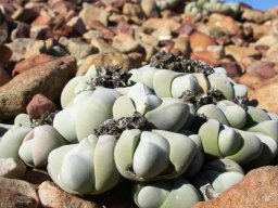 Gibbaeum in barren terrain