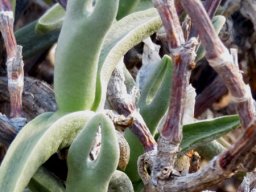 Mitrophyllum mitratum, a langbeenslapblaarvygie