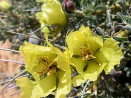 Monsonia spinosa petal shape