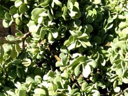 Portulacaria armiana, the langlootspekboom
