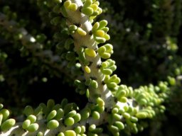 Portulacaria namaquensis or Namaqua porkbush stems