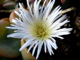 Prenia sladeniana, a Richtersveld vygie