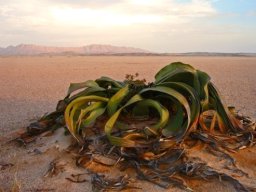 Welwitschia mirabilis subsp. namibiana keeping its own company