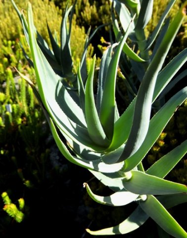 Aloiampelos tenuior leaves