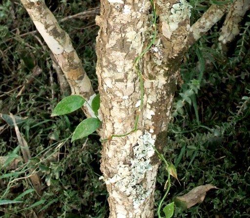 Asparagus asparagoides into a tree