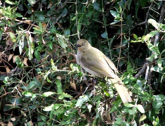 Azima tetracantha and sombre greenbul