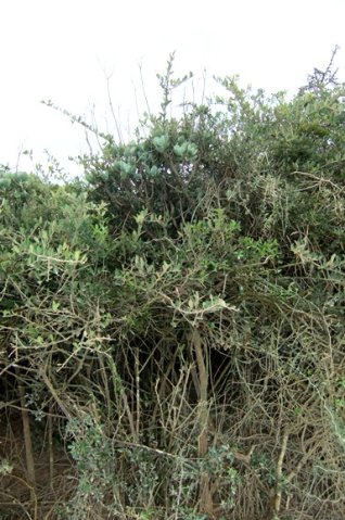 Cotyledon velutina tall to keep up with the Joneses