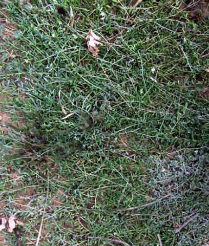 Curio radicans covering its patch