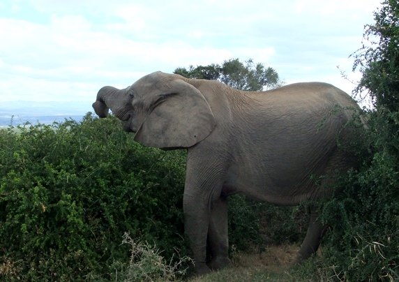 Elephant eating
