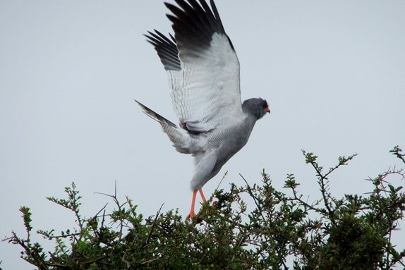 Pale chanting goshawk