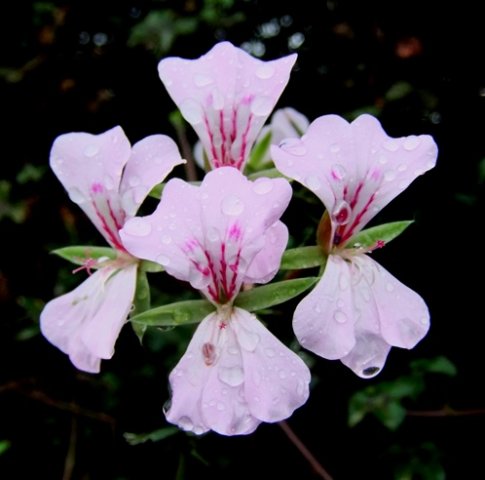 Pelargonium peltatum flowers after rain