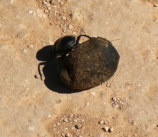 Holy Scarab