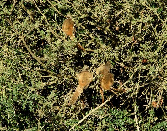 Schotia afra and muisvoëls