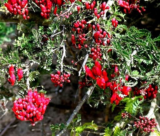 Schotia afra var. afra flowering out of season