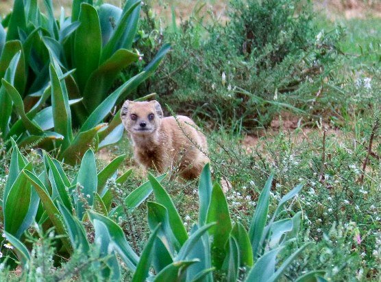 Yellow mongoose