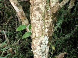 Asparagus asparagoides into a tree