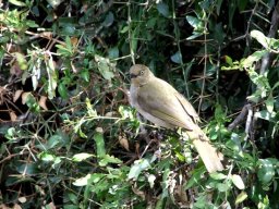 Azima tetracantha and sombre greenbul