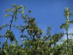 Azima tetracantha and some Schotia